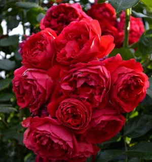 Флорентина Плетистая роза обладающая жёсткими, толстыми побегами, длинна которых может достигать 300 см и более. Цветки этой розы чашевидные, крупные (диаметром около 9-11 см), густомахровые, старинно