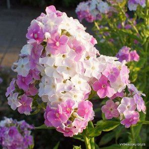 Флокс метельчатый Кул Уотер р9