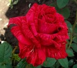 Роза Ред Интуишен (Red Intuition)