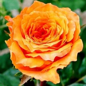 Роза Ашрам Цветки сенсационного медно-коричнево-оранжевого тона, сверкают как пламя. В бутоне и самом начале цветения медно-оранжевая, меняющая свой цвет по мере старения и выгорания на светло-оранжев