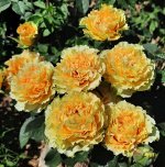 Роза Принцесс Маргарет (Princess Margaretha)