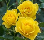 Роза Фрезия (Friesia)
