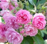 Роза Пинк Гротендорст (Pink Grootendorst )