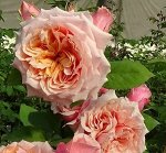 Роза Фестиваль Де Жардан Де Шомон(Festival des Jardins de Chaumont )