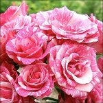 Роза Пинк Флеш (Pink Flash)