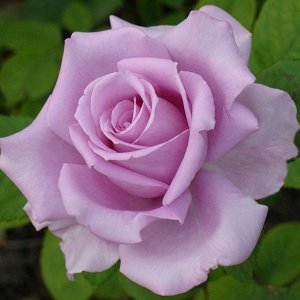 Роза Си Си Куст прямой, высокий, 100-120 см. Цветки крупные, диаметром 9-11 см, махровые, окраска сиреневая. Имеет очень душистый аромат. Цветет с июня по сентябрь.
Местоположение - солнце. Требовател