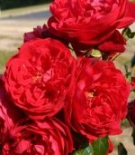 Флорентина