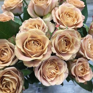 Капучино Одна из самых привлекательных среди чайно-гибридных роз. Прежде всего благодаря теплой и чувственной окраске. Цветки густомахровые, отличного сложения, благородной формы, диамер около 10 см, 