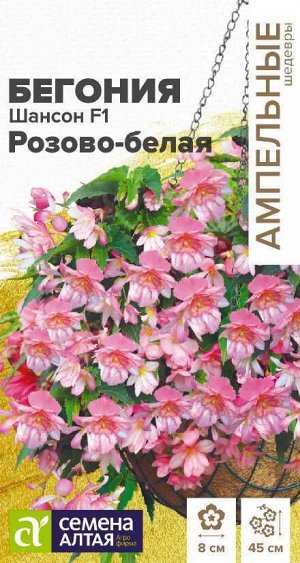 Цветы Бегония Шансон Розово-белая ампельная клубневая /Сем Алт/цп 5 шт. Ампельные шедевры