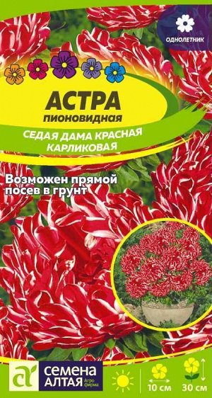 Цветы Астра Седая Дама Красная карликовая 1 гр