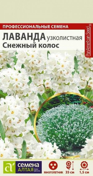 Лаванда Снежный колос узколистная/Сем Алт/цп 5 шт. многолетник