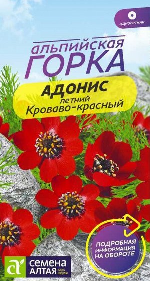 Цветы Адонис летний Кроваво-красный/Сем Алт/цп 0,2 гр. Альпийская горка