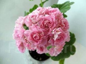  Пеларгония &#039;Swanland Pink&#039; / &#039;Australien Pink Rosebud&#039;