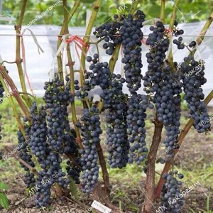 К/с виноград Мукузани (2-х летний саженец )