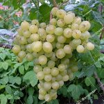 П/в виноград Алешенькин (2-х летний саженец )