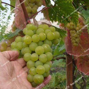 П/в виноград Любава (2-х летний саженец )