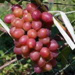 П/в виноград Столичный красавец (2-х летний саженец )