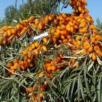 Облепиха Августина (2-х летний саженец )