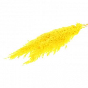 Сухоцвет «Пампасная трава» набор 5 шт., цвет жёлтый