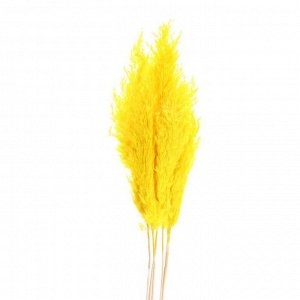 Сухоцвет «Пампасная трава» набор 5 шт., цвет бежевый