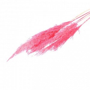 Сухоцвет «Пампасная трава» набор 5 шт., цвет розовый