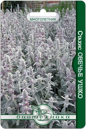 Стахис (чистец византийский) Овечье ушко 60 шт.Формирует красивые розетки серебристых, сильно опушенных листьев