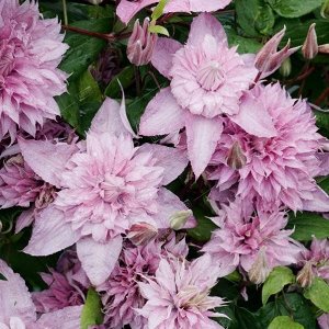 Клематис Multi Pink