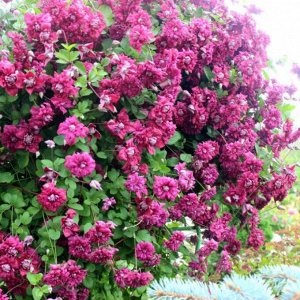 Клематис Purpurea Plena Elegans