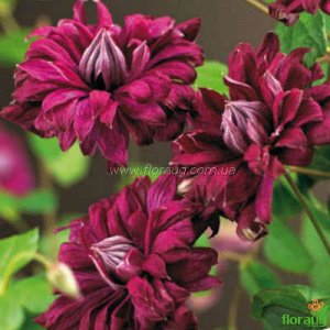 Клематис Purpurea Plena Elegans