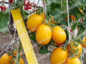 ПАРТНЕР Томат Ренессанс F1 ( 2-ной пак.) / Гибриды томата с желто - оранжевыми плодами