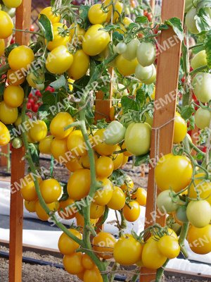ПАРТНЁР Томат Ренессанс F1 / Гибриды томата с желто - оранжевыми плодами