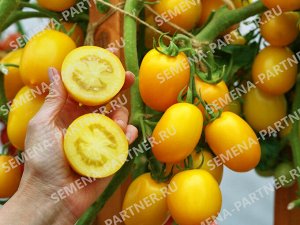 ПАРТНЁР Томат Ренессанс F1 / Гибриды томата с желто - оранжевыми плодами