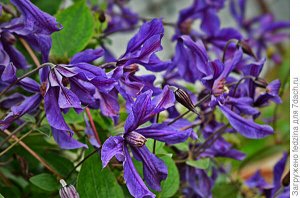 Клематис (Clematis Sizaia Ptitsa) класс A ОКС