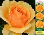 Роза Габи Морли (Чайно-гибридная) 1шт (Сиб сад)