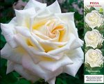 Роза Президент (Чайно-гибридная) 1шт (Сиб сад)