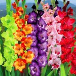 Красавцы гладиолусы на весну, Голландия