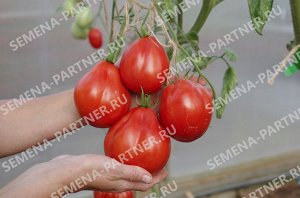 ПАРТНЁР Томат Кахури / Сорт томата