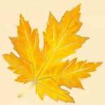 Без надписи Кленовый лист)