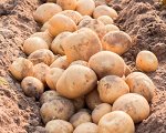 Катофель семенной