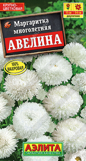 Маргаритка Авелина крупноцветковая