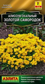 Алиссум Золотой самородок