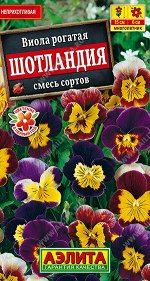 Виола Шотландия, смесь окрасок