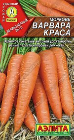 Морковь Варвара краса