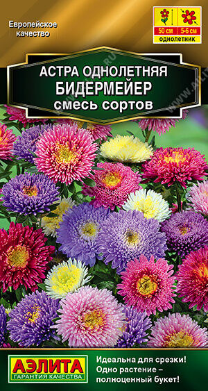 Астра Бидермейер, смесь сортов