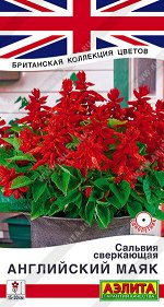 Сальвия сверкающая Английский маяк