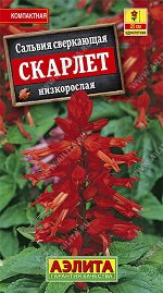 Сальвия сверкающая Скарлет
