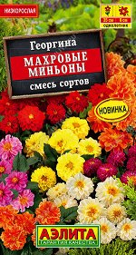 Георгина Махровые миньоны, смесь сортов