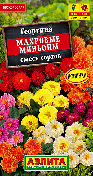 Георгина Махровые миньоны, смесь сортов