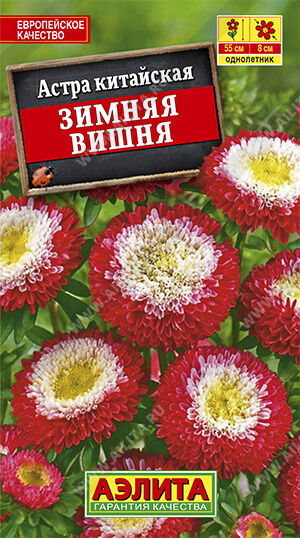 Астра Зимняя вишня помпонная
