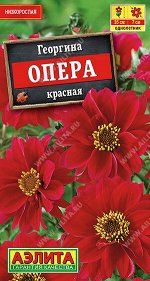 Георгина Опера красная